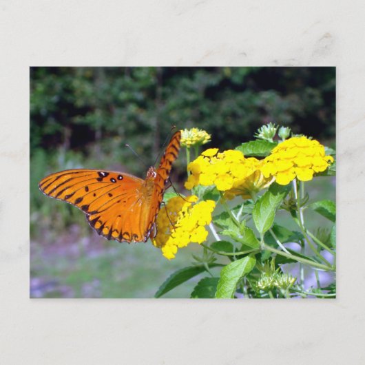Briefkaart van vlinder (Voorkant)