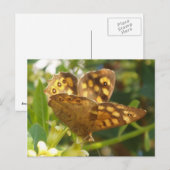 Briefkaart van vlinder (Voorkant / Achterkant)