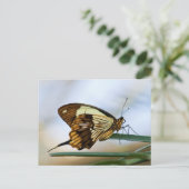 Briefkaart van vlinder (Staand voorkant)
