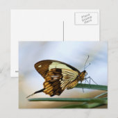 Briefkaart van vlinder (Voorkant / Achterkant)