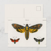 Briefkaart van vlinder (Voorkant / Achterkant)