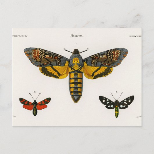 Briefkaart van vlinder (Voorkant)