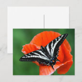 Briefkaart van vlinder (Voorkant / Achterkant)