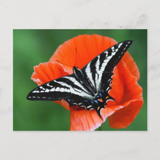 Briefkaart van vlinder (Voorkant)