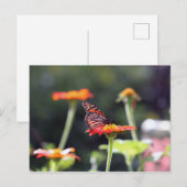 Briefkaart van vlinder (Voorkant / Achterkant)