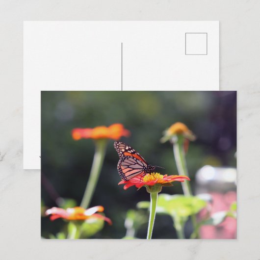 Briefkaart van vlinder (Voorkant / Achterkant)