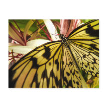 Briefkaart van vlinder