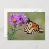 Briefkaart van vlinder (Voorkant / Achterkant)