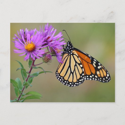 Briefkaart van vlinder (Voorkant)