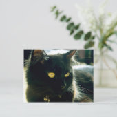 Briefkaart van vlottende kat (Staand voorkant)
