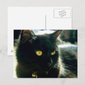 Briefkaart van vlottende kat (Voorkant / Achterkant)