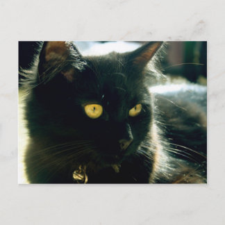 Briefkaart van vlottende kat