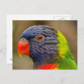 briefkaart van vogelpapegaaidieren (Voorkant / Achterkant)