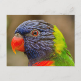 briefkaart van vogelpapegaaidieren