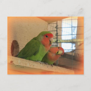 Briefkaart van vogels
