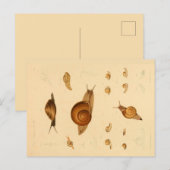 Briefkaart van weekdieren en slakken (Voorkant / Achterkant)