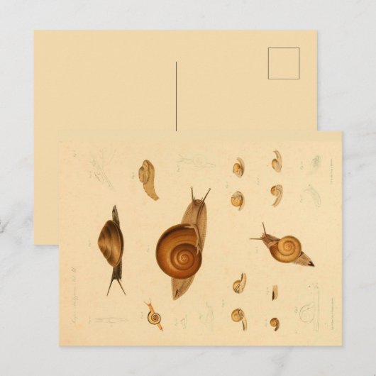 Briefkaart van weekdieren en slakken (Voorkant / Achterkant)