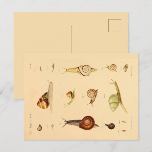  Briefkaart van weekdieren en slakken (Voorkant / Achterkant)