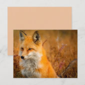 briefkaart van weidevos (Voorkant / Achterkant)