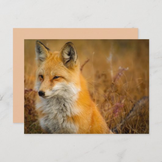 briefkaart van weidevos (Voorkant / Achterkant)