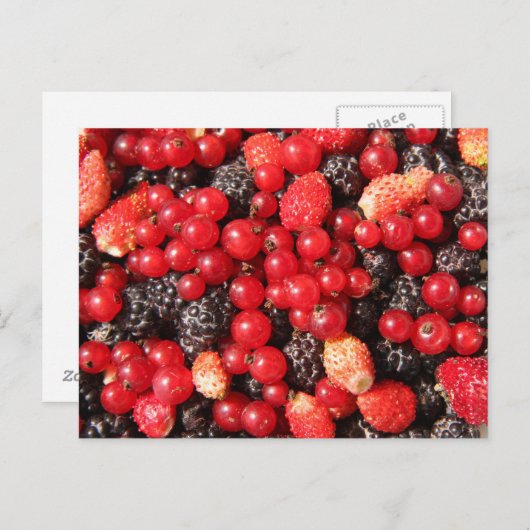 briefkaart van wilde bessen (Voorkant / Achterkant)