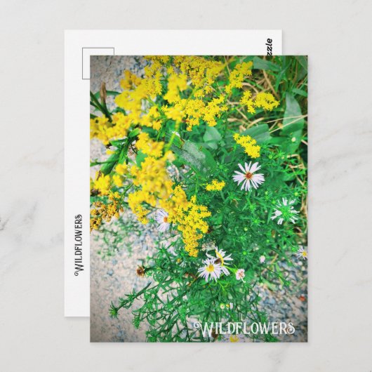 Briefkaart van wilde bloemen (Voorkant / Achterkant)