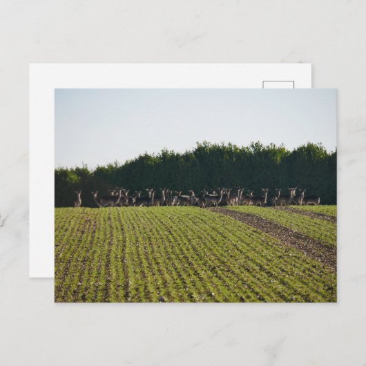 Briefkaart van wilde damherten (Voorkant / Achterkant)