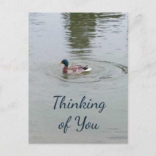 Briefkaart van wilde eenden (Voorkant)