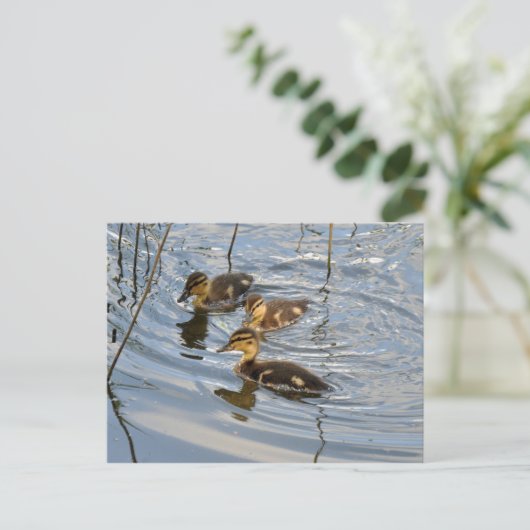 Briefkaart van wilde eenden (Staand voorkant)