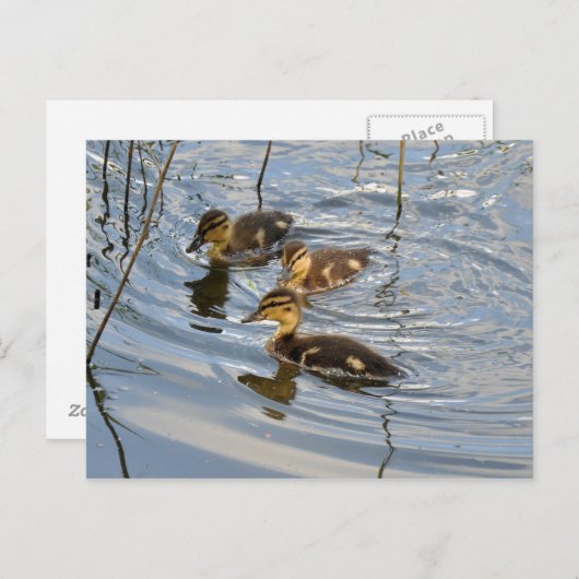 Briefkaart van wilde eenden (Voorkant / Achterkant)