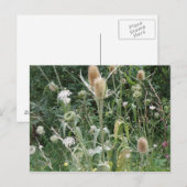 Briefkaart van wilde grassen (Voorkant / Achterkant)