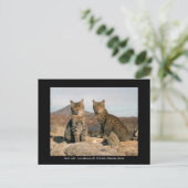 Briefkaart van wilde katten - Los Alamos Nr Chiriv (Staand voorkant)