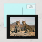Briefkaart van wilde katten - Los Alamos Nr Chiriv (Voorkant / Achterkant)