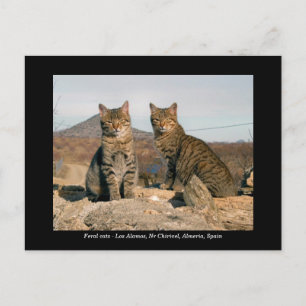 Briefkaart van wilde katten - Los Alamos Nr Chiriv