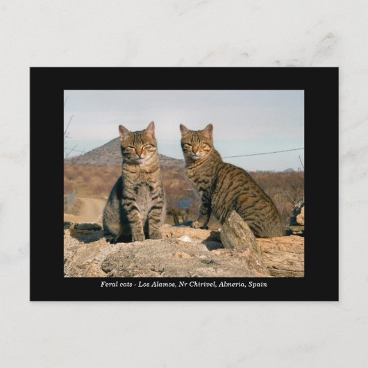 Briefkaart van wilde katten - Los Alamos Nr Chiriv (Voorkant)