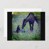 Briefkaart van wilde paarden (Voorkant / Achterkant)