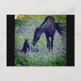 Briefkaart van wilde paarden