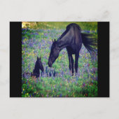 Briefkaart van wilde paarden (Voorkant)