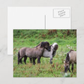 briefkaart van wilde paarden (Voorkant / Achterkant)