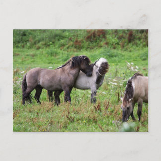 briefkaart van wilde paarden
