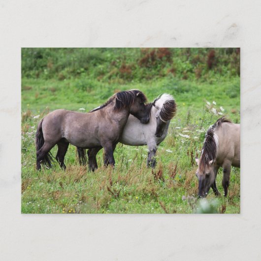briefkaart van wilde paarden (Voorkant)