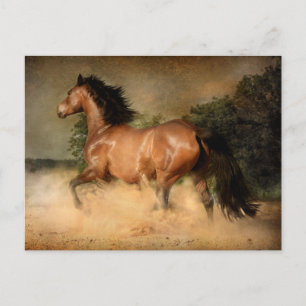briefkaart van wilde paarden