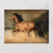 briefkaart van wilde paarden (Voorkant)