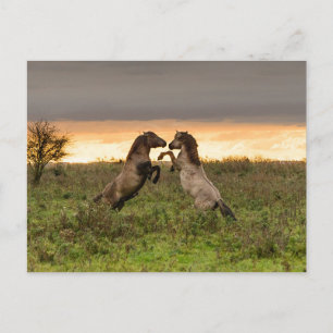 Briefkaart van wilde paarden