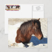 Briefkaart van wilde paarden, Briefkaart van het e (Voorkant / Achterkant)