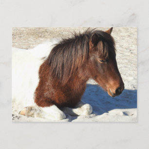 Briefkaart van wilde paarden, Briefkaart van het e