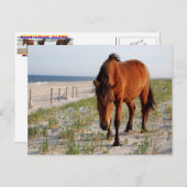 Briefkaart van wilde paarden, Briefkaart van het e (Voorkant / Achterkant)