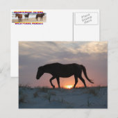 Briefkaart van wilde paarden, Briefkaart van het e (Voorkant / Achterkant)