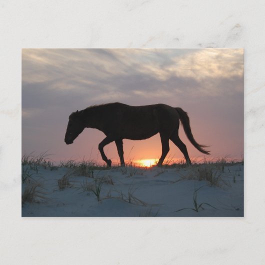 Briefkaart van wilde paarden, Briefkaart van het e (Voorkant)