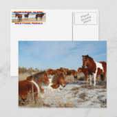 Briefkaart van wilde paarden, Briefkaart van het e (Voorkant / Achterkant)